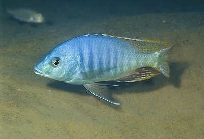 Trematocranus placodon 'Same Bay'